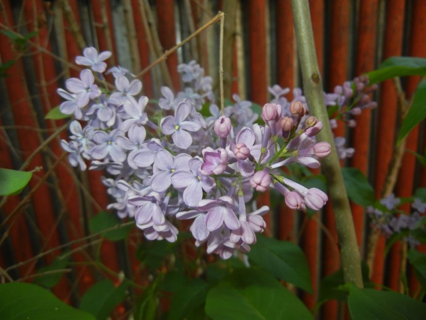 Syringa vulgaris_Lilac (2017, April 24) - Syringa vulgaris Lilac