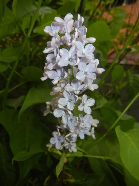 Syringa vulgaris_Lilac (2017, April 29) - Syringa vulgaris Lilac