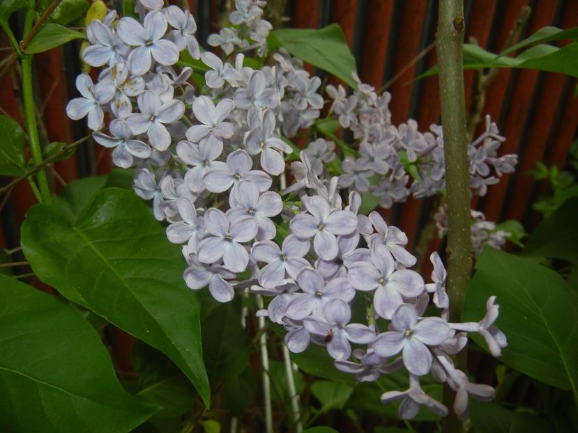 Syringa vulgaris_Lilac (2017, April 29) - Syringa vulgaris Lilac