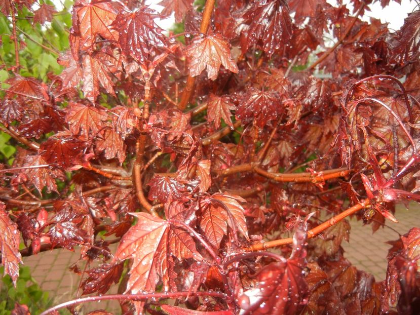 Acer Crimson Sentry (2017, April 20) - Acer Crimson Sentry