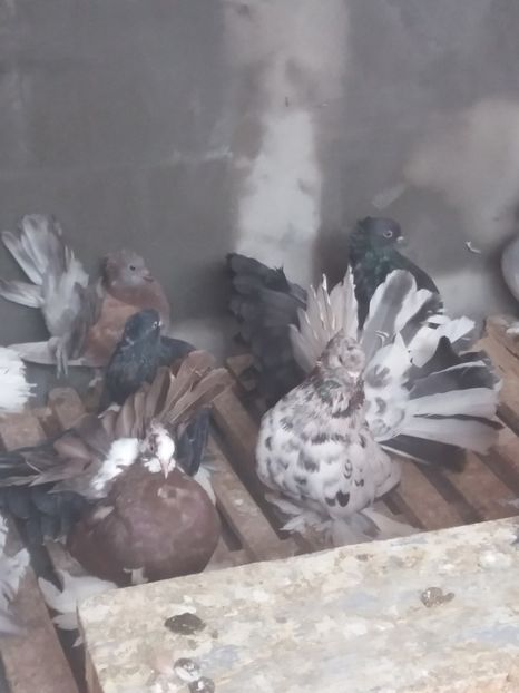 MG.LOFT - 3 VOLTATI INDIENI