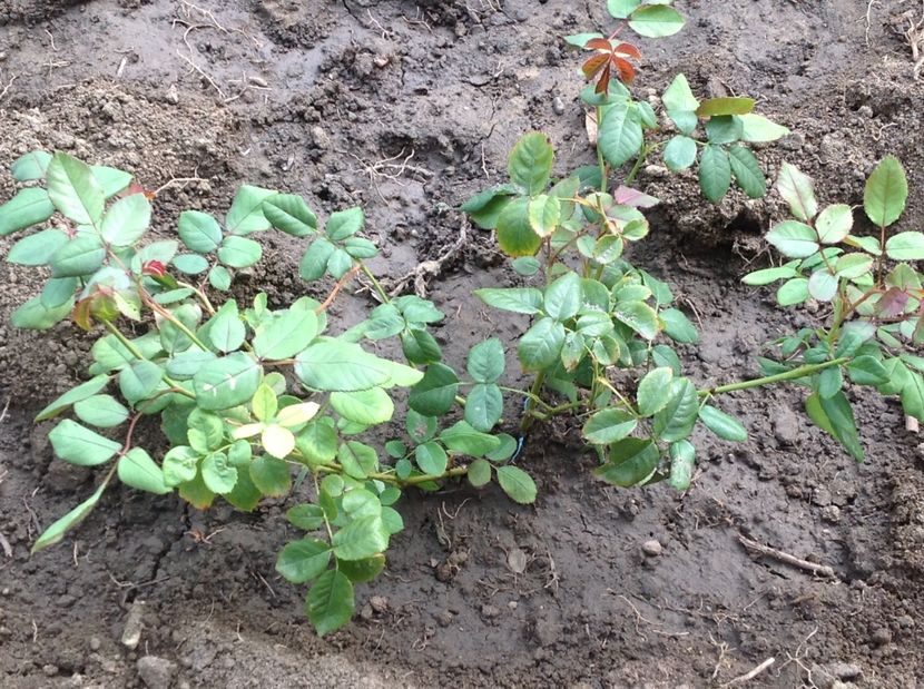  - Crown Princess Margareta