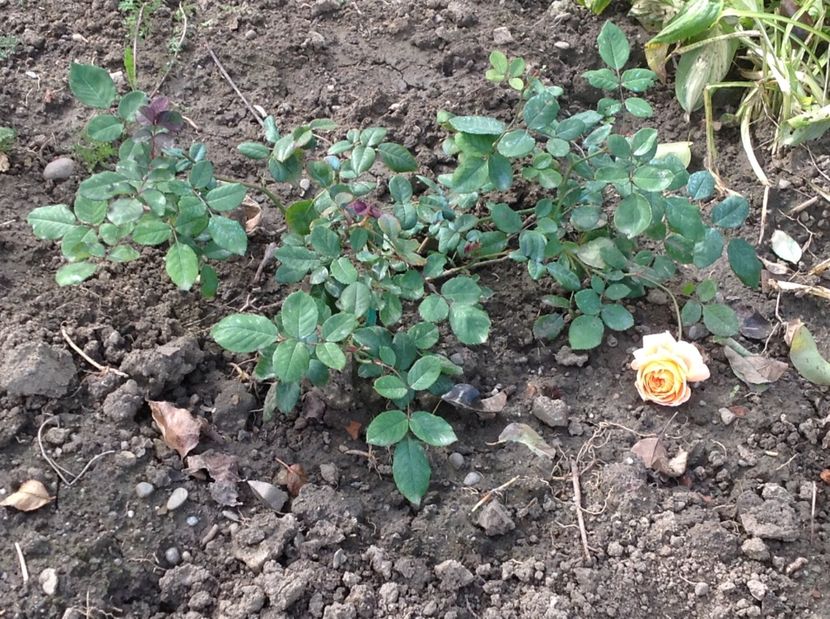  - Crown Princess Margareta