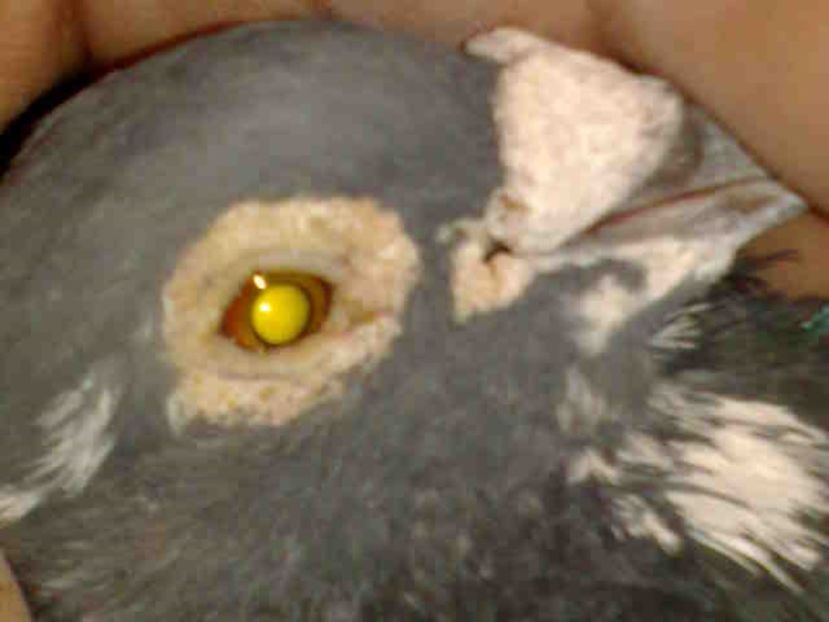 ochiul lu chioru - 139 victime facute de dihor in noaptea de 8 octombrie