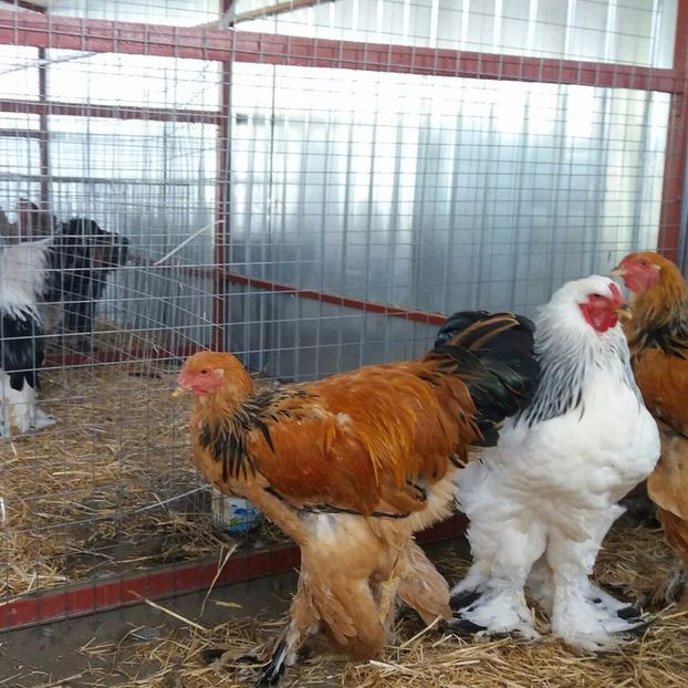  - Brahma Varietăţii pt 2018
