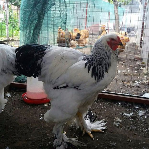  - Brahma Varietăţii pt 2018