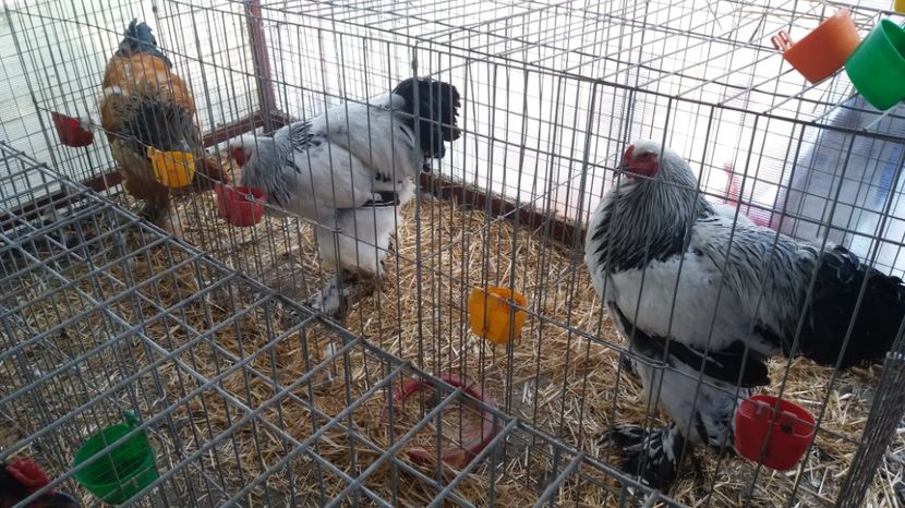  - Brahma Varietăţii pt 2018