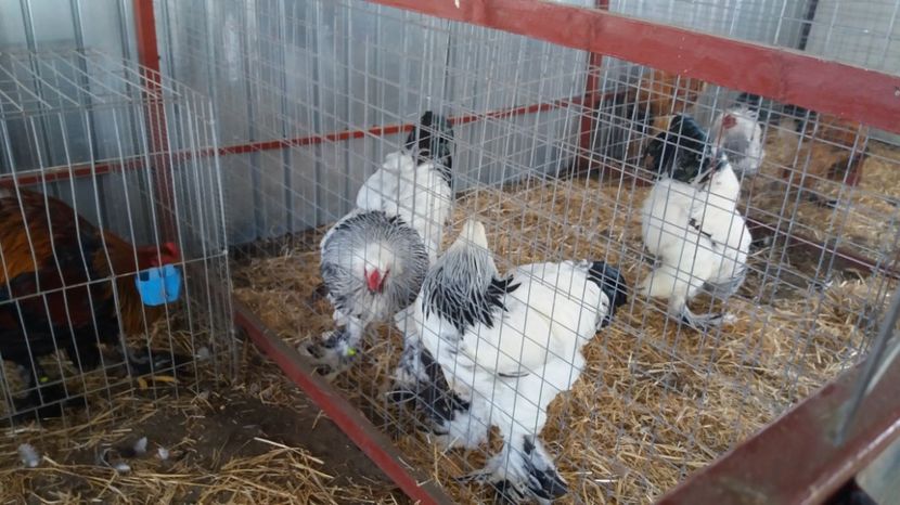  - Brahma Varietăţii pt 2018