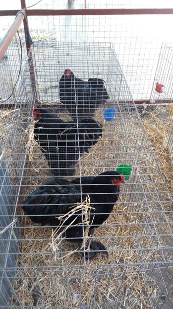  - Brahma Varietăţii pt 2018