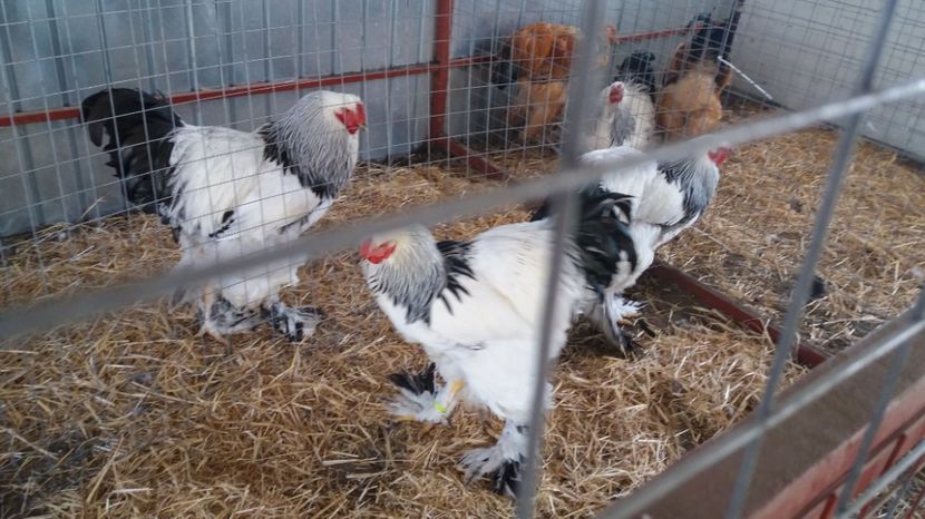  - Brahma Varietăţii pt 2018