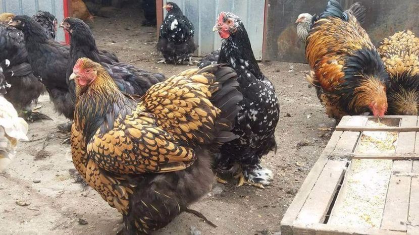 received_10209842774611771 - COchin Auriu