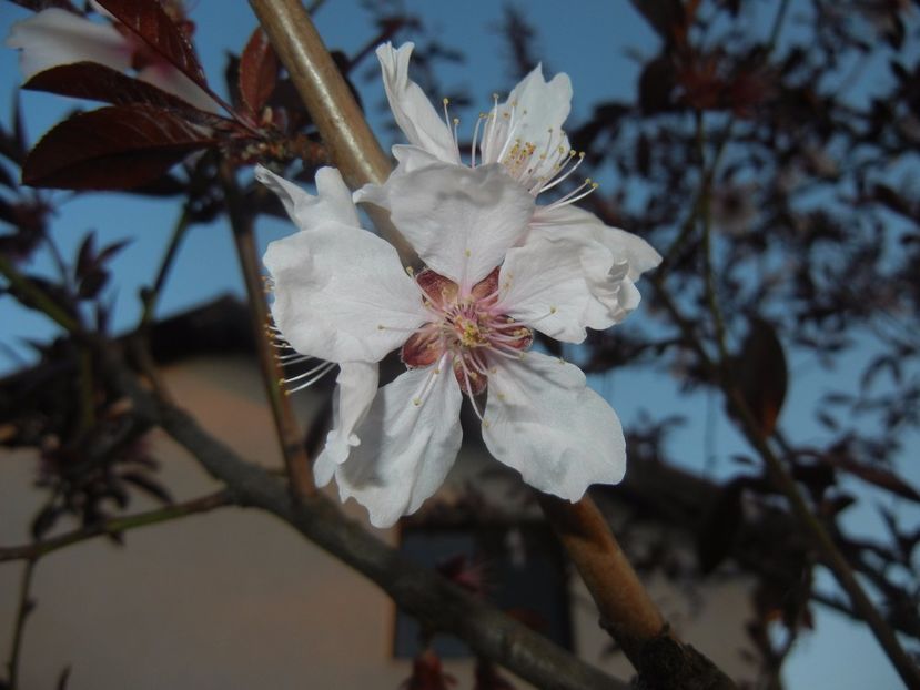 Prunus persica Davidii (2017, April 10) - Prunus persica Davidii