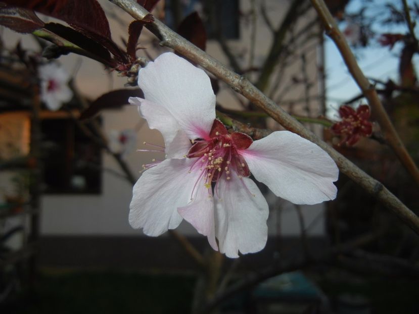 Prunus persica Davidii (2017, April 10) - Prunus persica Davidii