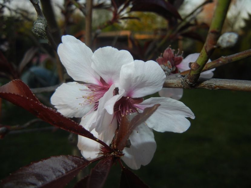 Prunus persica Davidii (2017, April 10) - Prunus persica Davidii