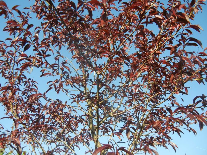 Prunus persica Davidii (2017, April 15) - Prunus persica Davidii