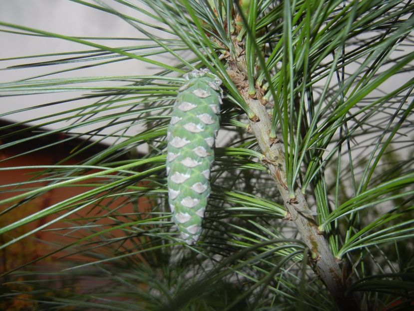 Pinus wallichiana Densa Hill (17, Apr.29) - Pinus wallichiana_Bhutan Pine