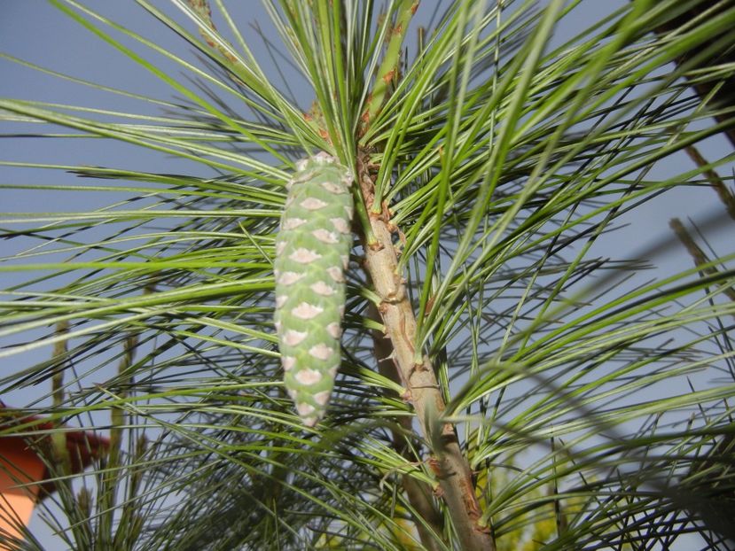 Pinus wallichiana Densa Hill (17, May03) - Pinus wallichiana_Bhutan Pine
