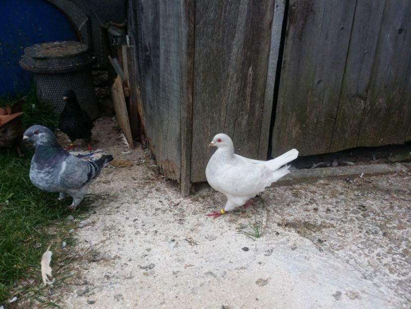 Femela Lavanda 2017 - Texani de vanzare