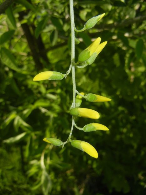 Golden Chain Tree (2017, May 02) - Laburnum_Golden Chain Tree