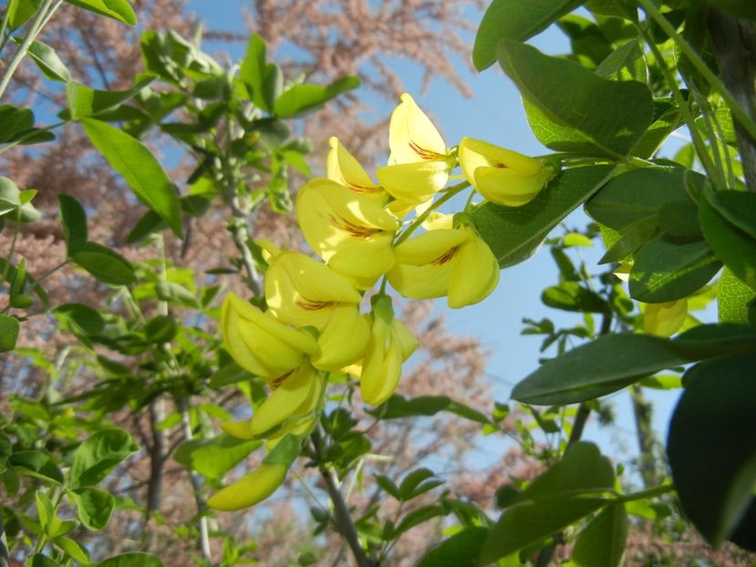 Golden Chain Tree (2017, May 03) - Laburnum_Golden Chain Tree