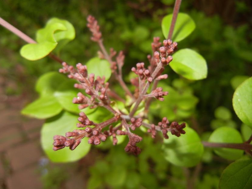 Syringa patula Miss Kim (2017, Apr.21) - Liliac_Syringa patula Miss Kim