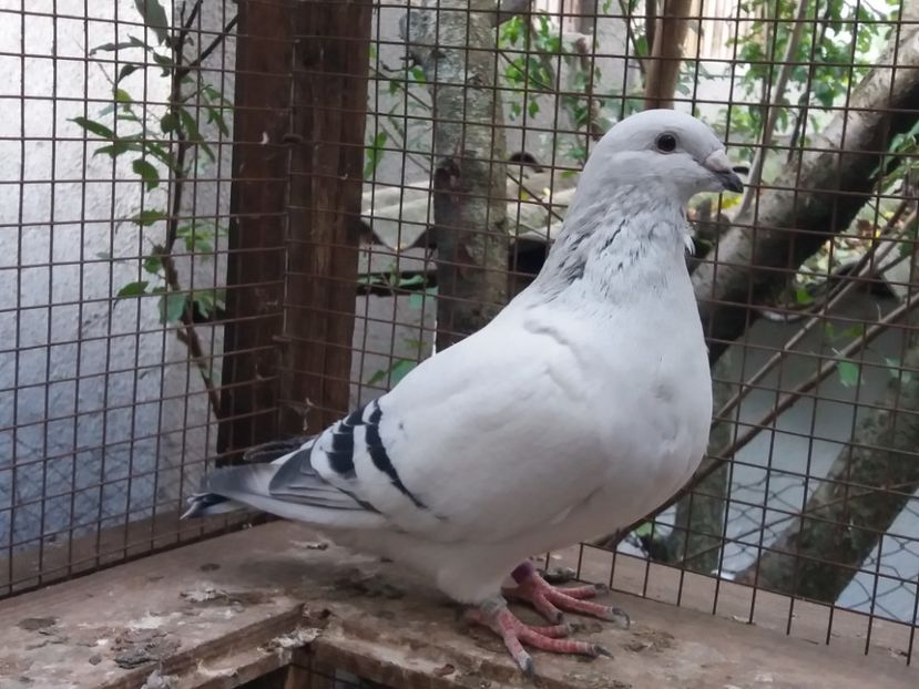 Mascul 23 - Pui 2017 vanduti