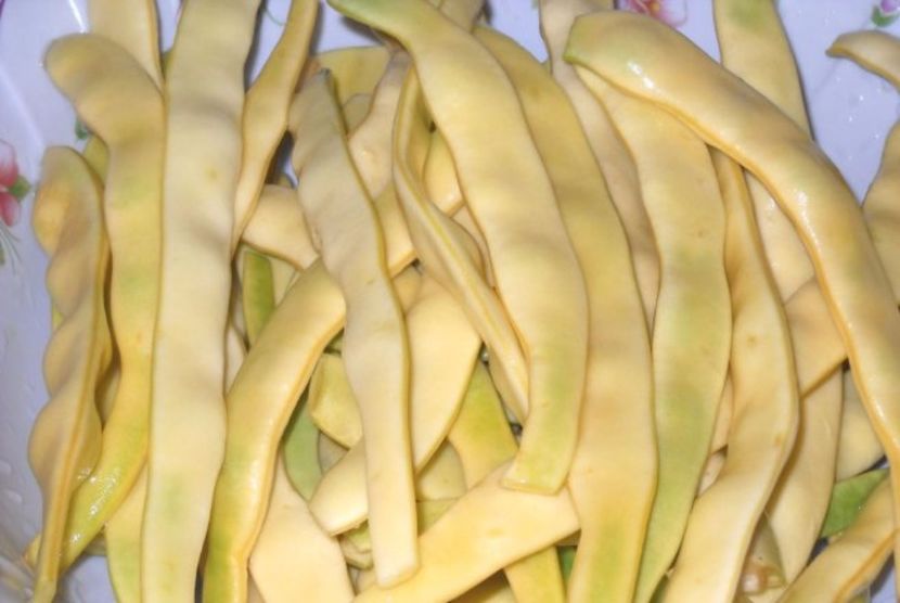  - SEMINTE FASOLE PITICA - SUPER NANO GIALO