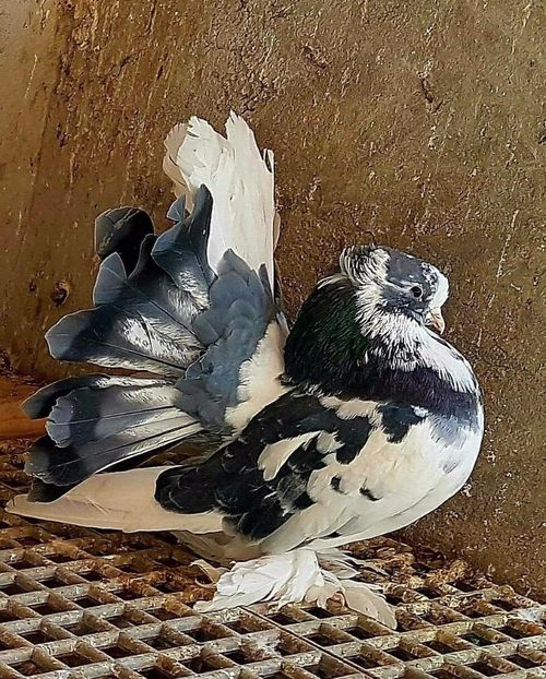  - 20_INDIAN FANTAIL MATCA-2018-2021