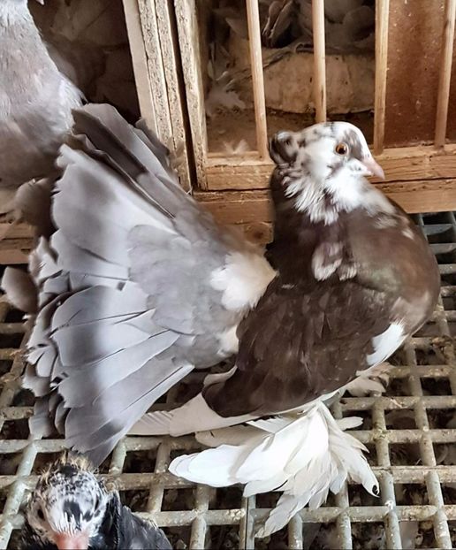  - 20_INDIAN FANTAIL MATCA-2018-2021