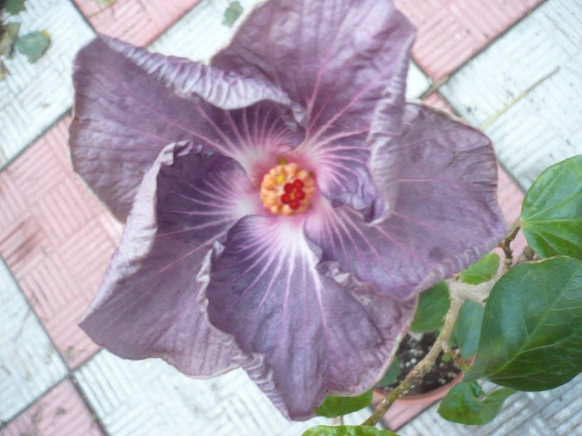 P1350210 - HIBISCUSI 2017-4