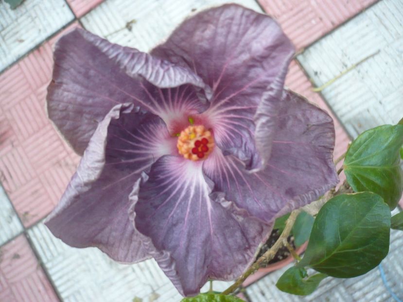 P1350212 - HIBISCUSI 2017-4