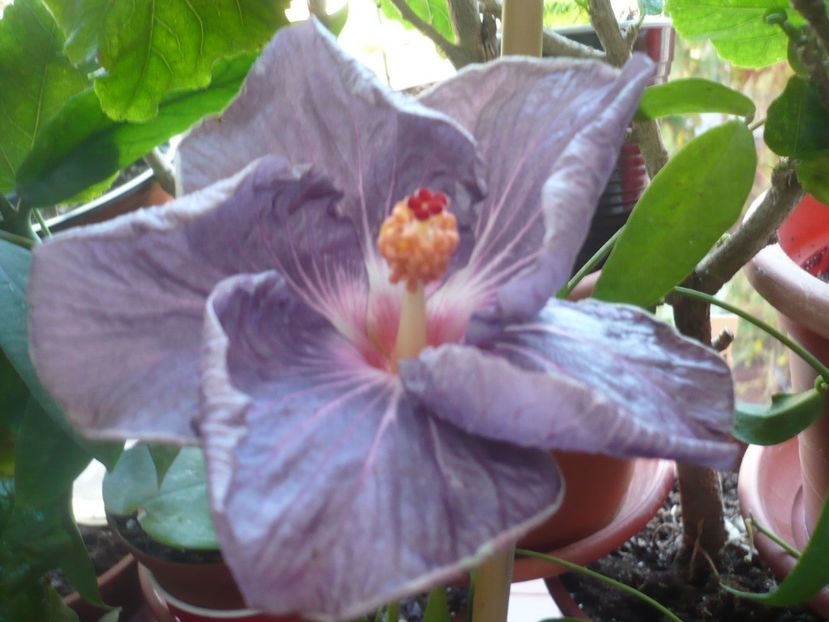 P1350215 - HIBISCUSI 2017-4