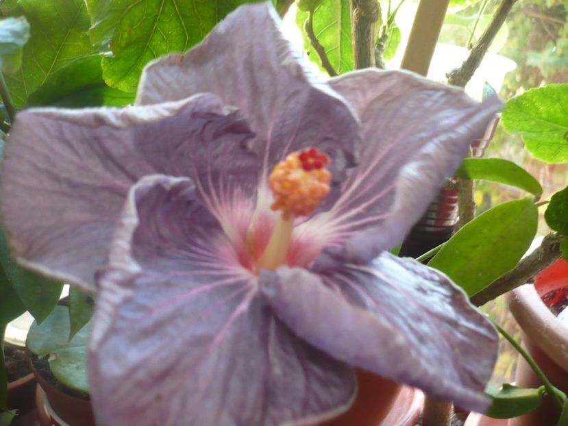 P1350217 - HIBISCUSI 2017-4