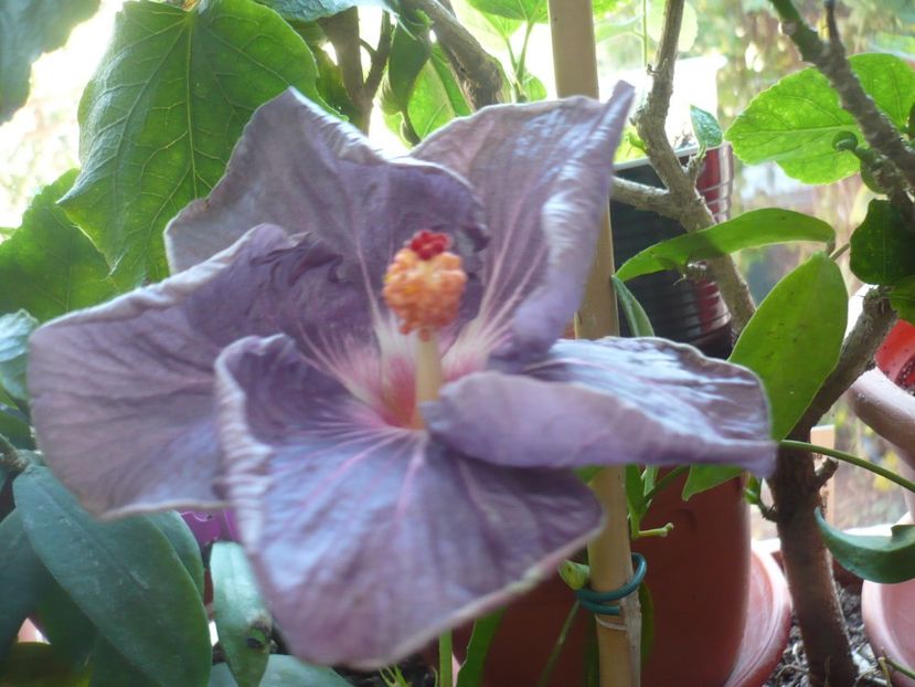 P1350219 - HIBISCUSI 2017-4