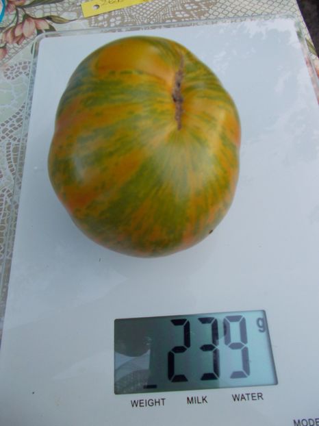  - SEMINTE ROSII - ZEBRA PICANTE