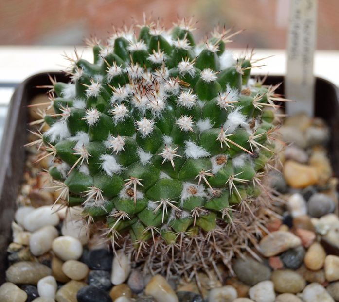 Mam. karwinskiana ssp. nejapensis - CACTUSI 2017 octombrie