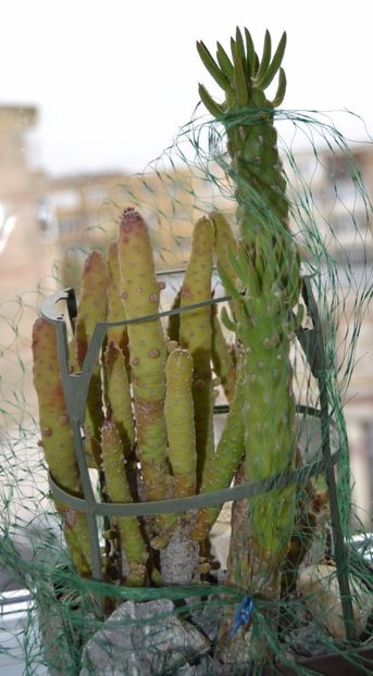 Opuntia monacantha f. monstruosa - CACTUSI 2017 octombrie