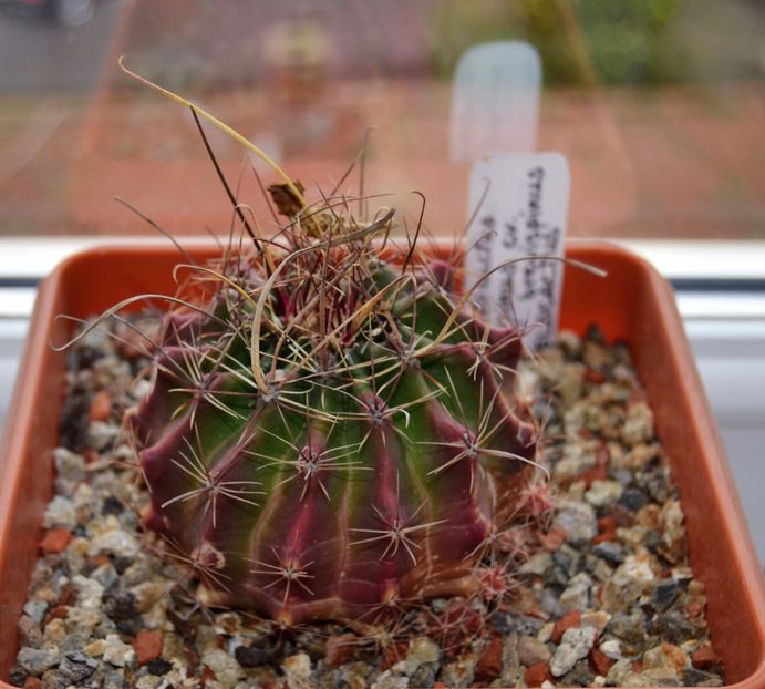 Hamatocactus setispinus cv. brevispinus - CACTUSI 2017 octombrie