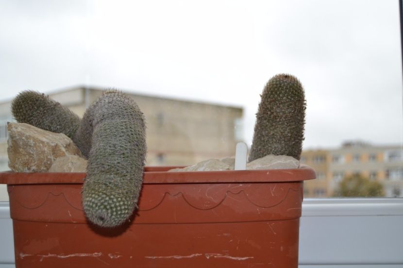 Mammillaria matudae - CACTUSI 2017 octombrie