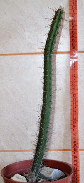 Cereus aethiops, 45 cm inaltime - CACTUSI 2017 octombrie