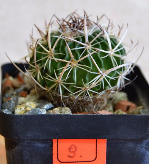 Echinofossulocactus ochoterenanus "rosasianus" ??? - CACTUSI 2017 octombrie