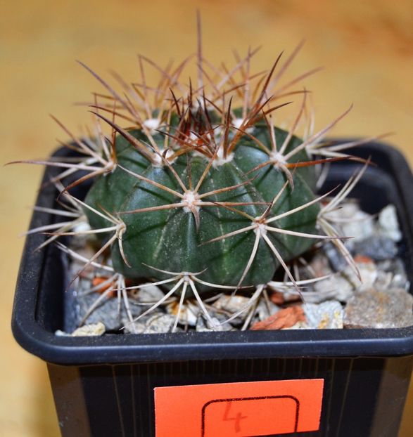 Melocactus curvispinus - CACTUSI 2017 octombrie