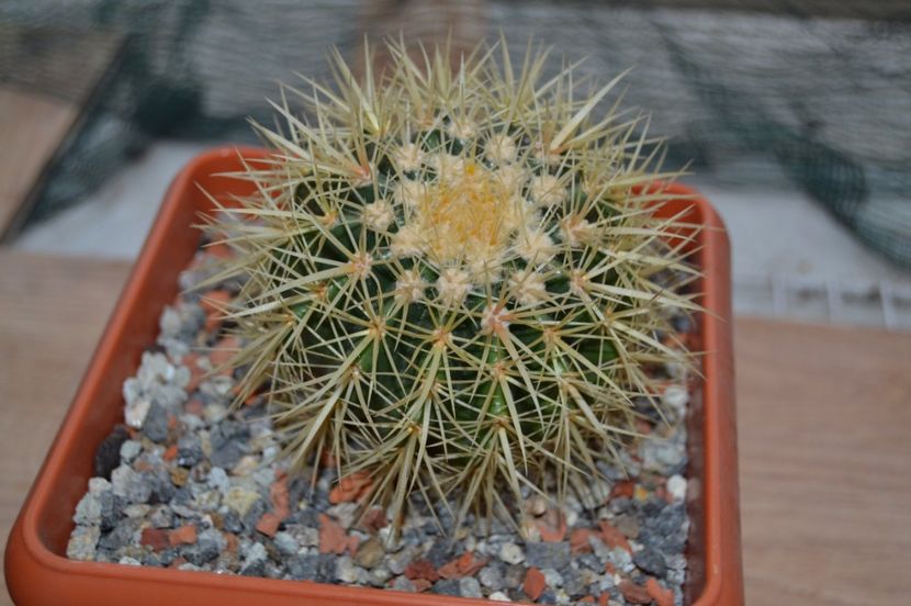 Echinopsis grusonii - CACTUSI 2017 octombrie