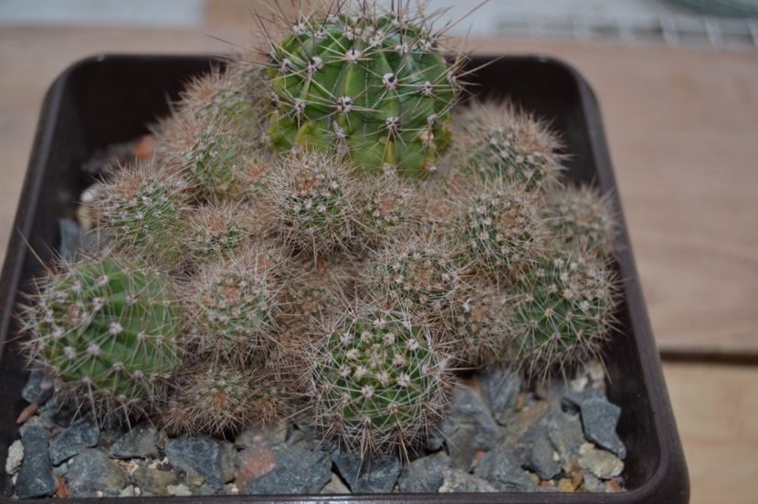 Echinopsis - CACTUSI 2017 octombrie