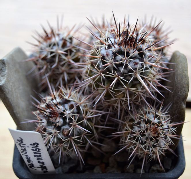 Mammillaria voburnensis - CACTUSI 2017 octombrie
