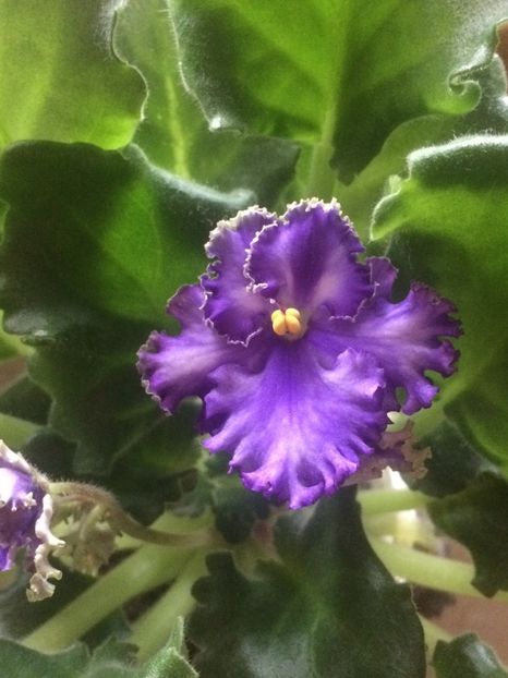 10.10.2017 - X-Balerina-s Cuilerils