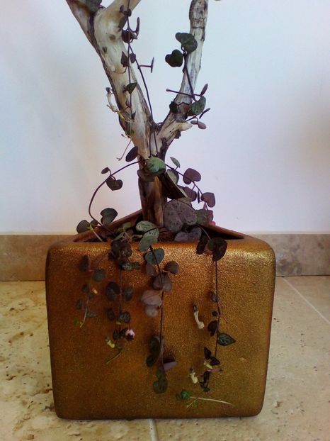 - plantutele mele
