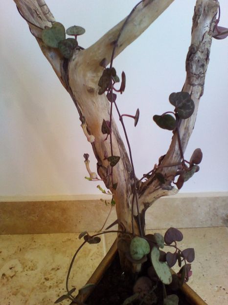  - plantutele mele