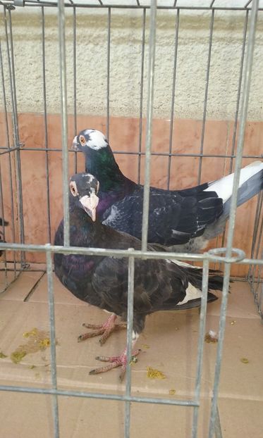  - Voiajor stil vechi de vanzare octombrie 2017