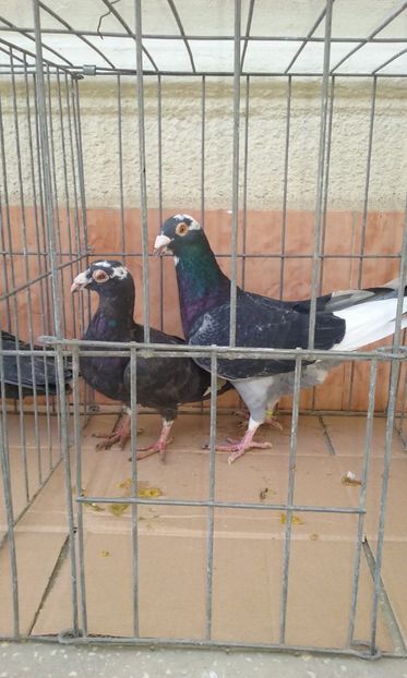  - Voiajor stil vechi de vanzare octombrie 2017